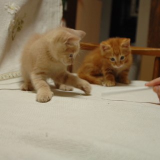 とても元気な男の子たちの里親募集