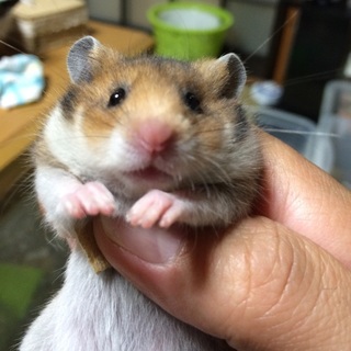 かわいいハムスター 男の子里親さん追加募集