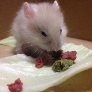  ハムスターの里親募集