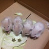  ハムスターの里親募集 サムネイル2