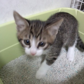 頼まれて探しています。