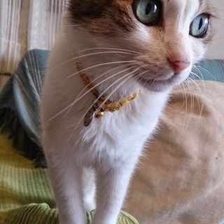 さびしん坊をもらってください！！