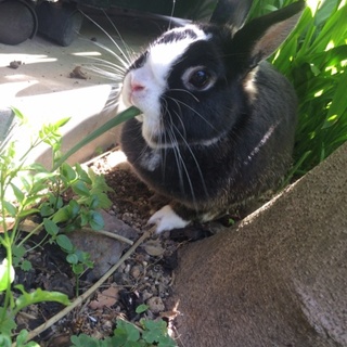 至急！お願いします！！！