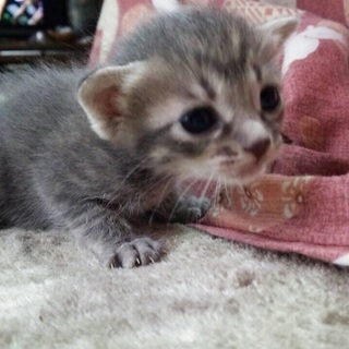 急募！里親募集！