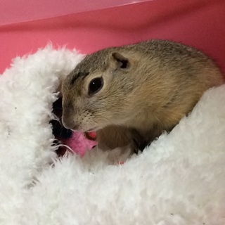 リチャードソンジリス