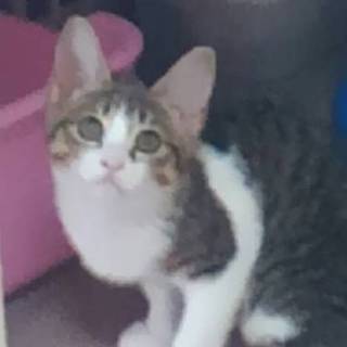 怖がりさんだけど甘えたい　嬉子（うれこ）