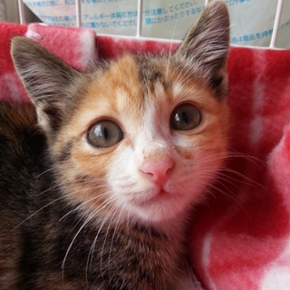 美猫の三毛猫です