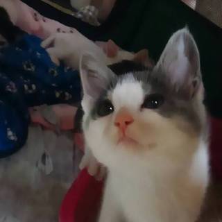 モフモフな子猫　ケイトちゃん