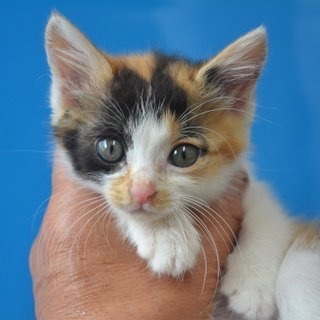 里親様決まりました。