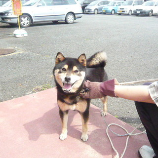 人なつっこい黒柴（豆柴かも・・）の女の子です。