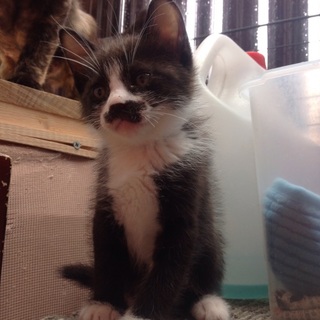 家族にしてくださる方へ