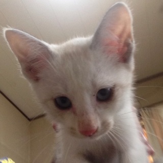 元気な保護子猫さんの里親さん募集。