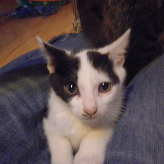 子猫の里親を募集しています.