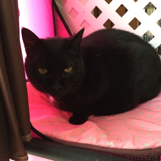 さわちゃん黒猫✾メス✾　１２歳