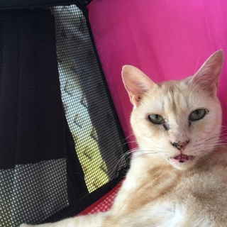 はっちゃんオス★９歳★