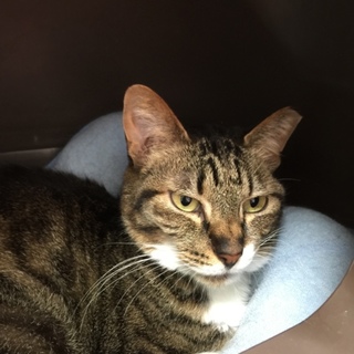 アイちゃん♡１２歳　メス