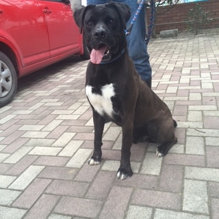 大切に育ててくれる方、急募です！