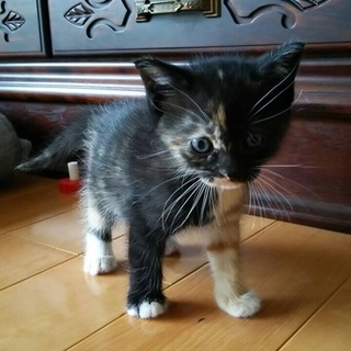 優しい飼い主様募集中！