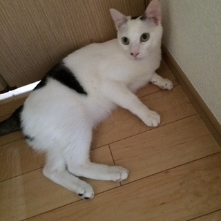 大切にしてくれる方、急募です！