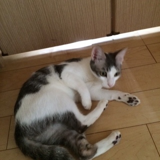 大切に育ててくれる方、急募です！