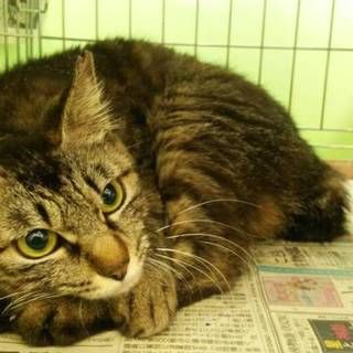 キジ女の子8ヶ月