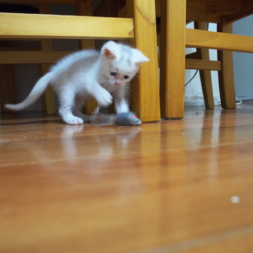 ねずみもオモチャも大好き!!