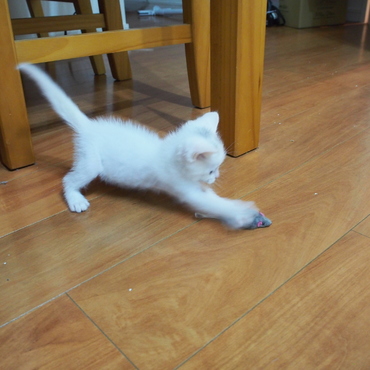 必殺猫パンチ(*^^)v