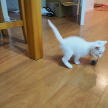 獲物を咥えてママに報告だ～