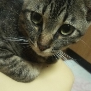 急募 かわいい猫です