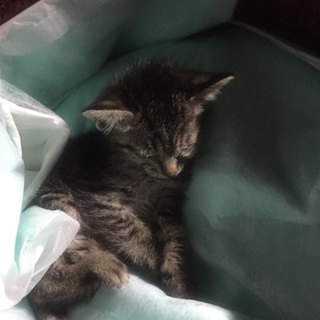 里親さん募集中です！