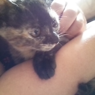 子猫の里親募集します。