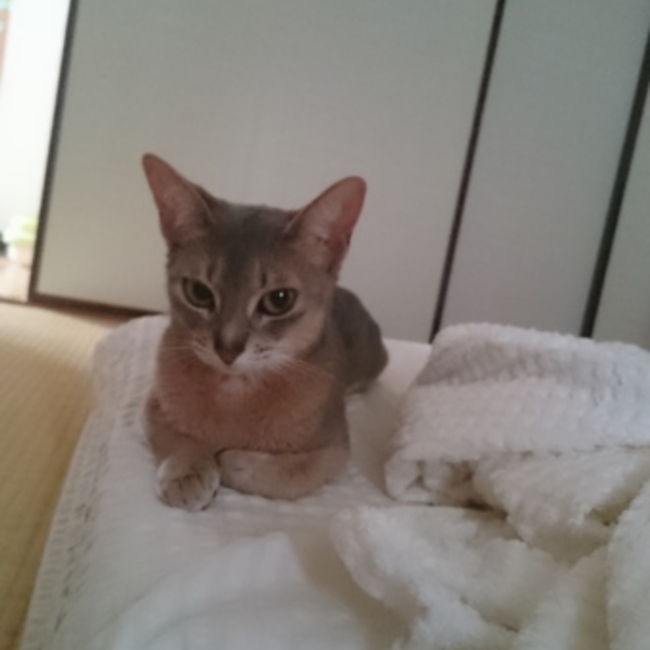 うずらのママのカバー写真