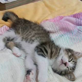 遊び盛りのやんちゃな子猫です★