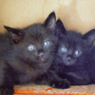 里親募集！かわいい黒猫兄弟