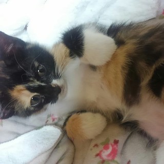 本当にありがとうございました。