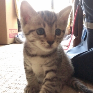 食いしん坊なサバトラちゃん