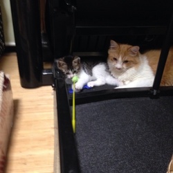 子猫が我が家の家族になりましたo(^_^)o