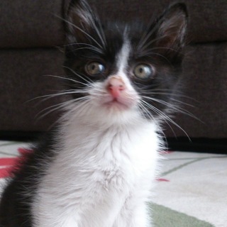 生後1か月ちょっとの可愛い子猫です。