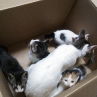 よろしくお願いいたします