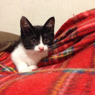 ハチワレちゃんと黒猫ちゃんの美人姉妹