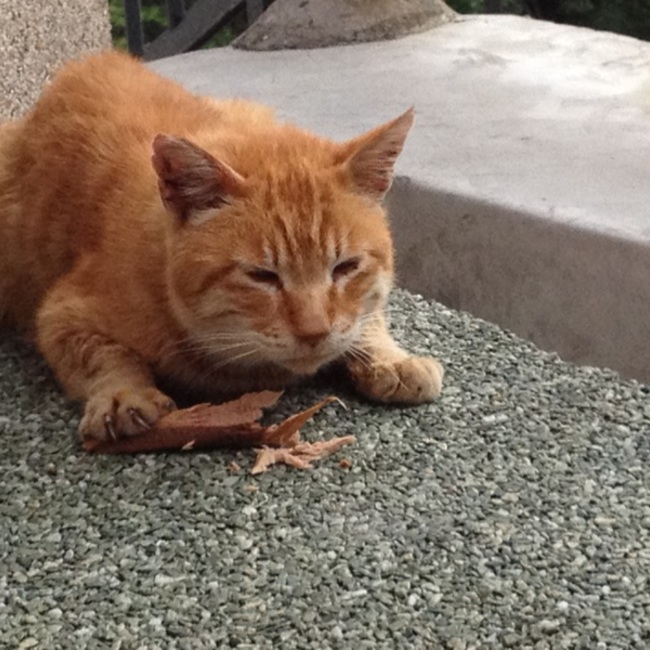 ひらた　のカバー写真