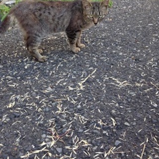 きりっと男前の雨音《シオン》