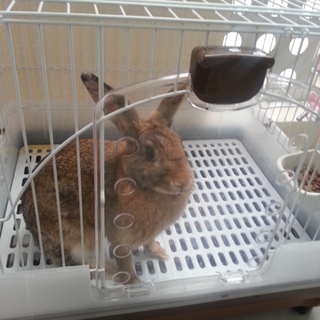 茶色の大きめなウサギさんです！