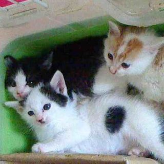 子猫の募集
