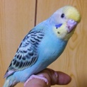 セキセイインコ里親募集中！