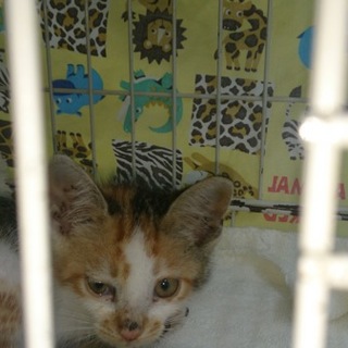 雨の日道路の真ん中で助けてと泣いていました