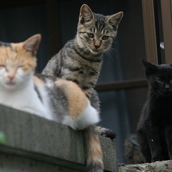 東京　６月１９日院内集会・地域猫勉強しましょう！