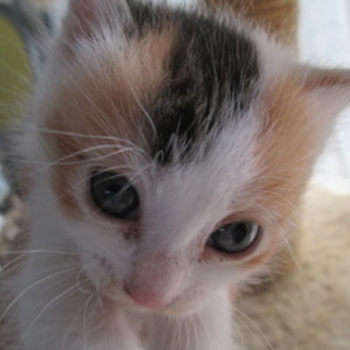 生後1ヶ月の4姉妹♪（三毛ちゃん）