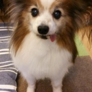 譲渡会にてお申し込み受付ます。