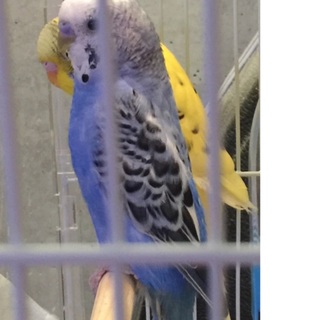 セキセイインコ　２羽　若鳥